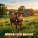 Neo-Хутор - Племенной Бычок